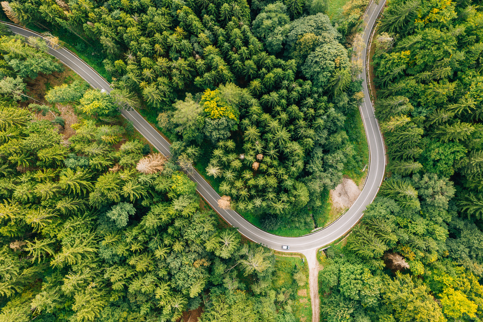 Green Trees